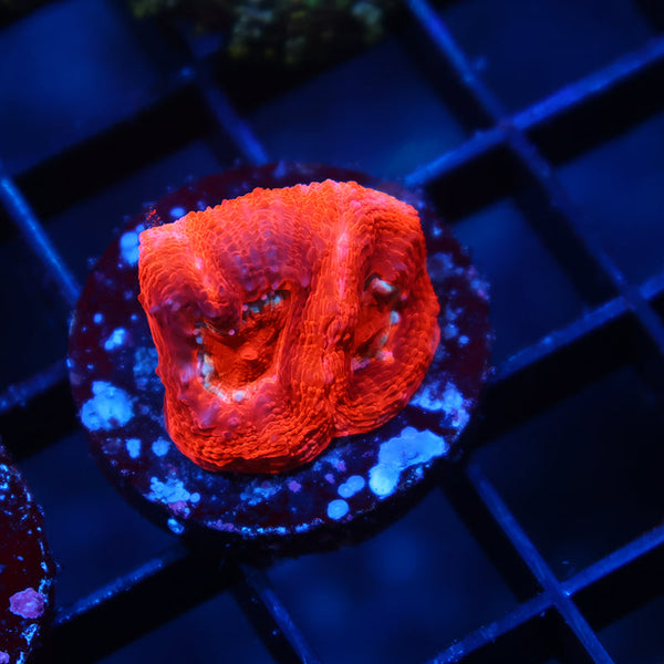 TCK Master Bowerbanki Red Side