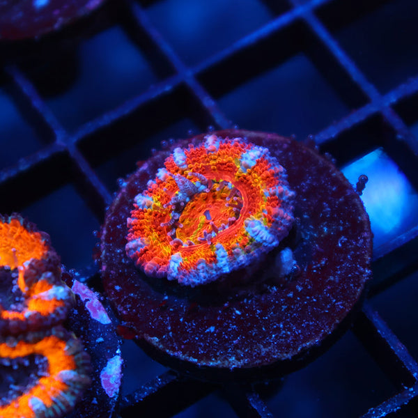 TCK Crazy Rainbow Acan Lord