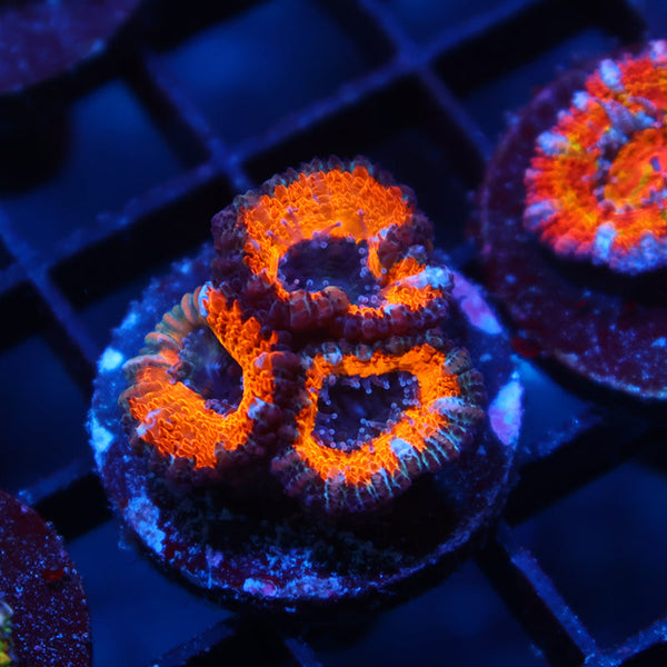 TCK Halloween Acan Lord