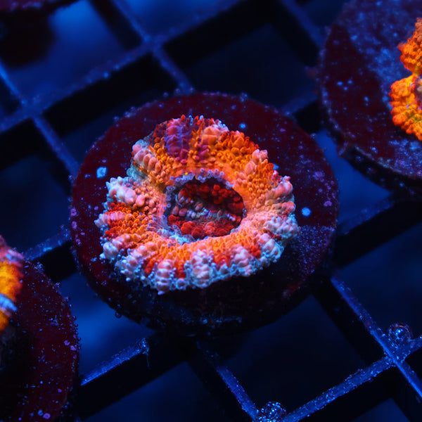 TCK Grafted Sunrise Acan Lord