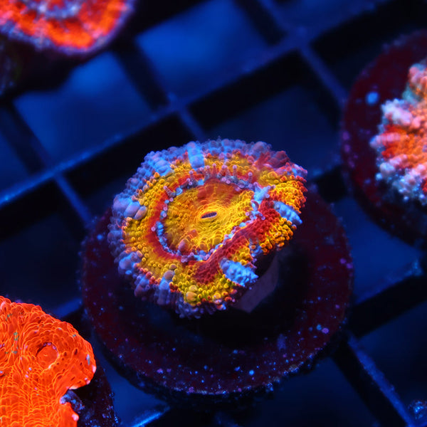 TCK Insanity Rainbow Acan Lord