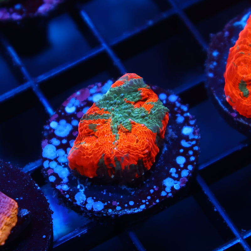 TCK Jawbreaker Chalice