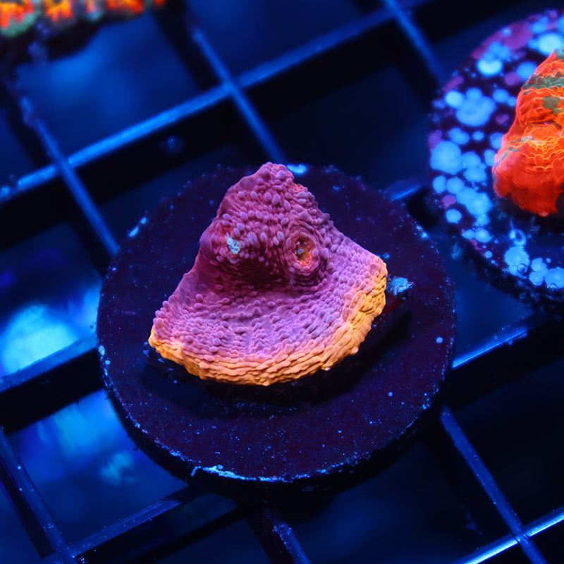 TCK Pink Rainbow Chalice