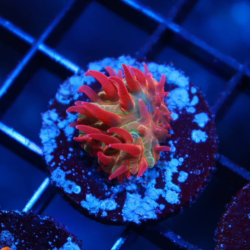 Awesome BSA Diaseris