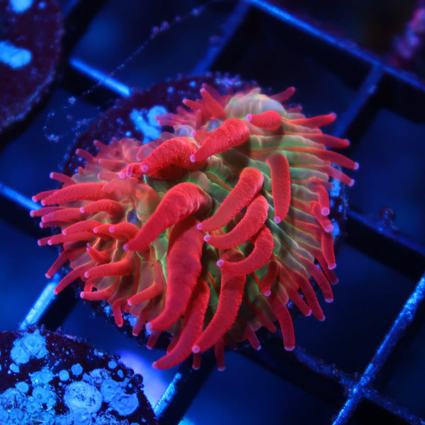 TCK Shaggy Hellraiser Diaseris