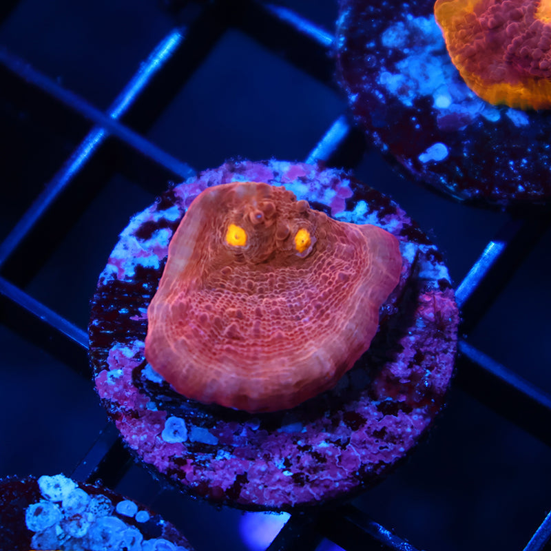 TCK Whirly Pop Chalice Pink Side