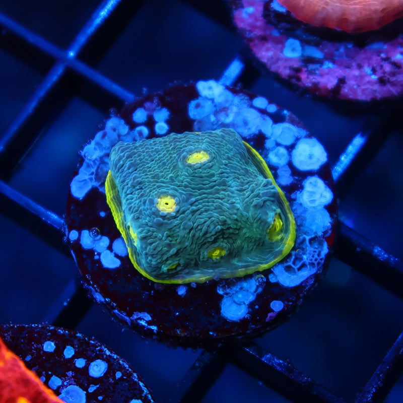 TCK Rainbow Flamethrower Blue Side