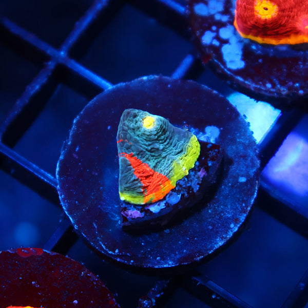 TCK Two Faced Chalice