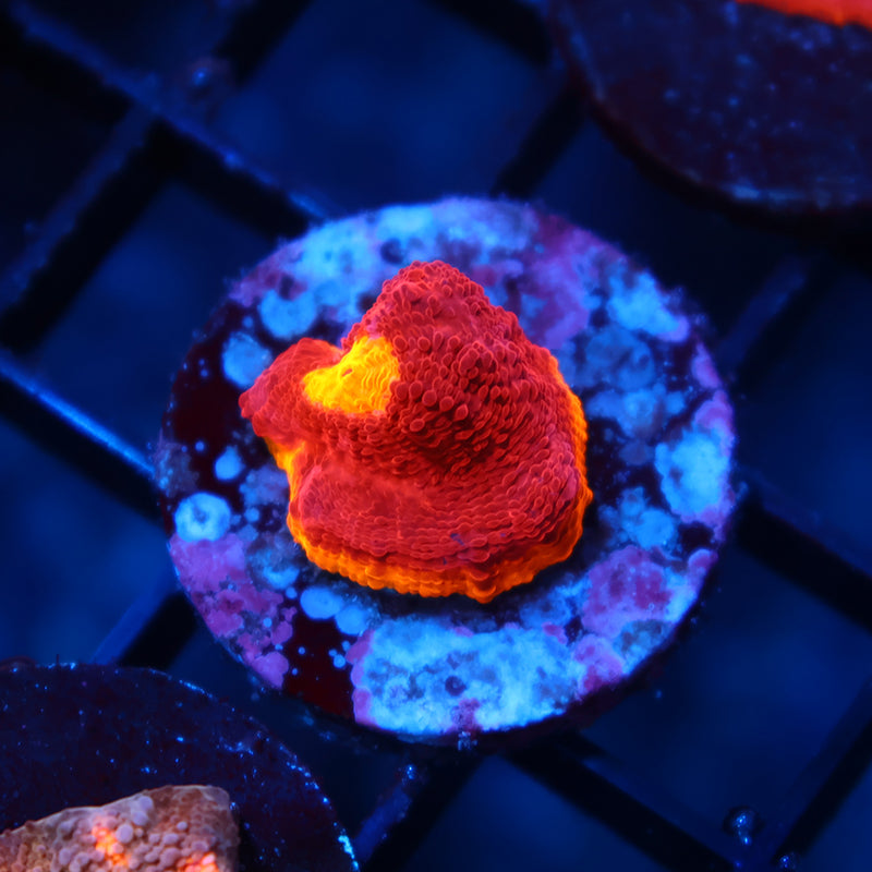 TCK Flamethrower Chalice