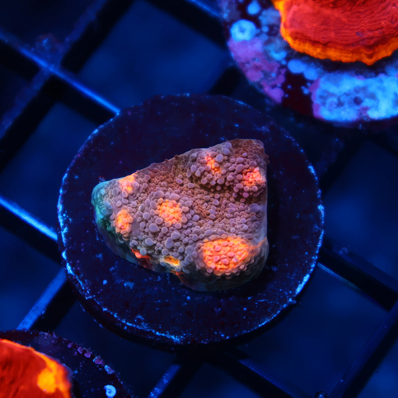 OG Purple Urkel Chalice