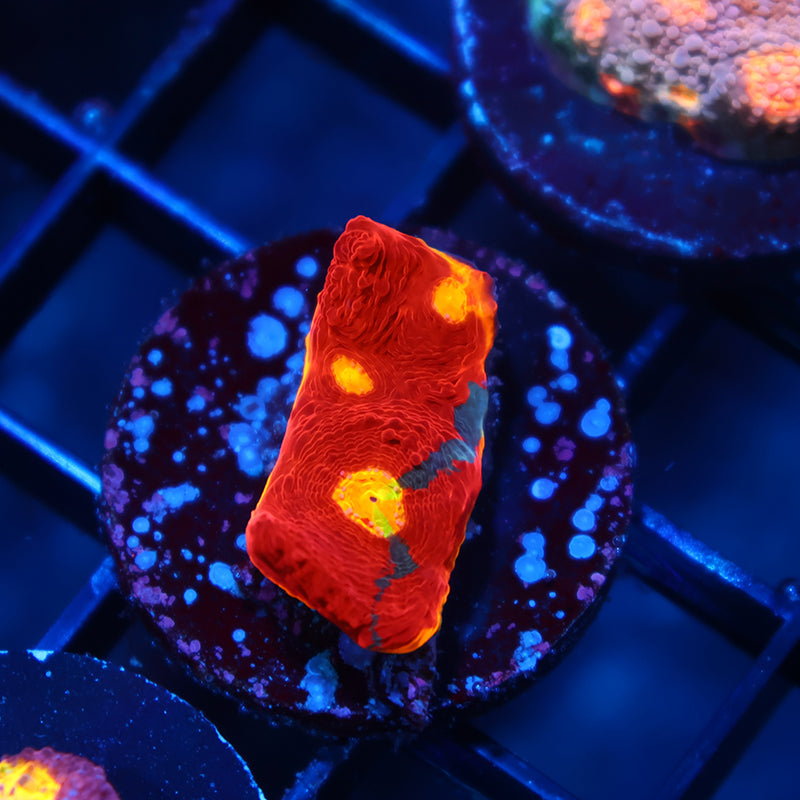 TCK Dynamite Rainbow Chalice