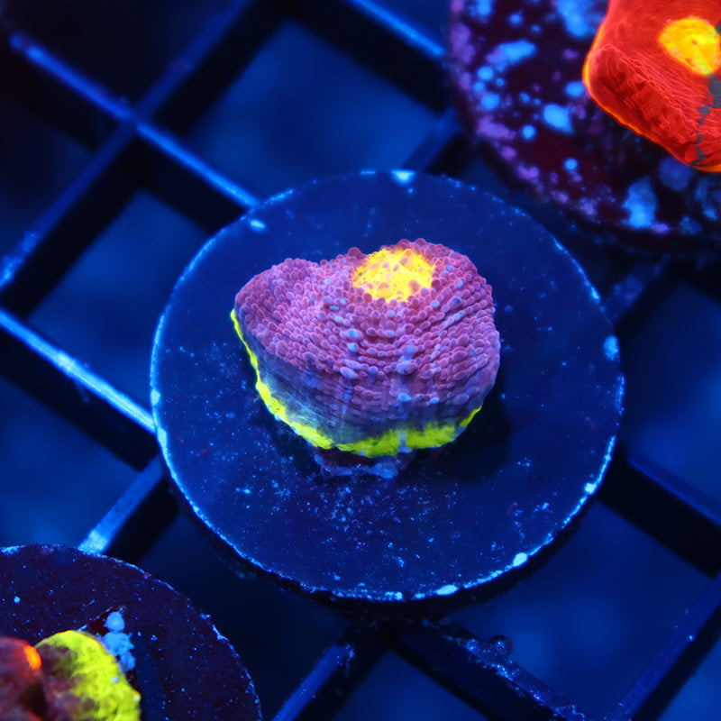 TCK 5 Color Watermelon Chalice