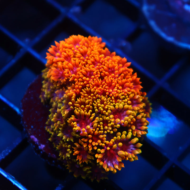 TCK Grafted Rainbow Crunch Goni Bernardpora