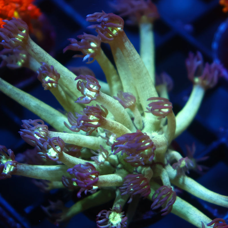 UC Space Glitter Goni