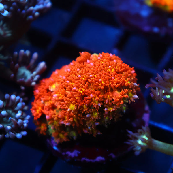 TCK Oddball Goni Bernardpora