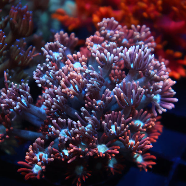 TCK Rocket Pops Goni