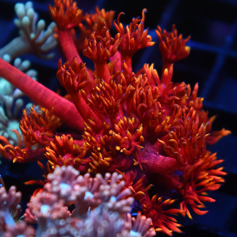 Lg TCK Insane Flame Tips Goni