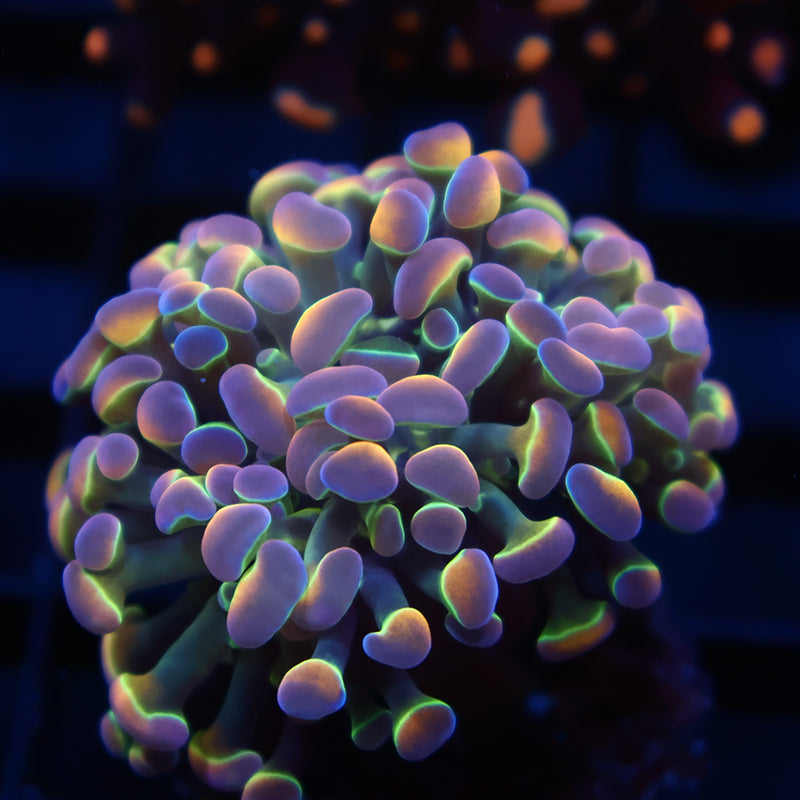 TCK Branching Holographic Hammer