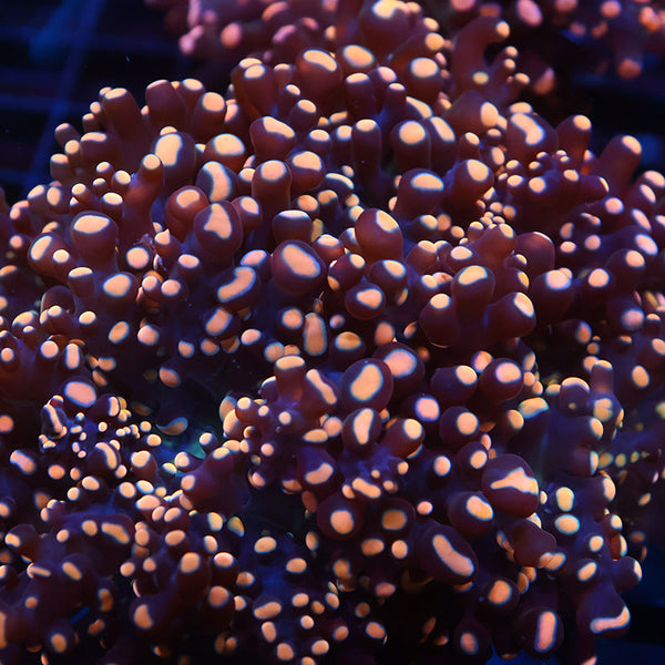 TCK Branching Gold "Beanbag" Frogspawn