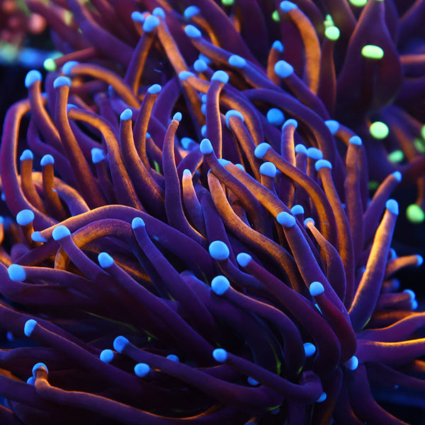 TCK Tank Spawned Knicks Torch