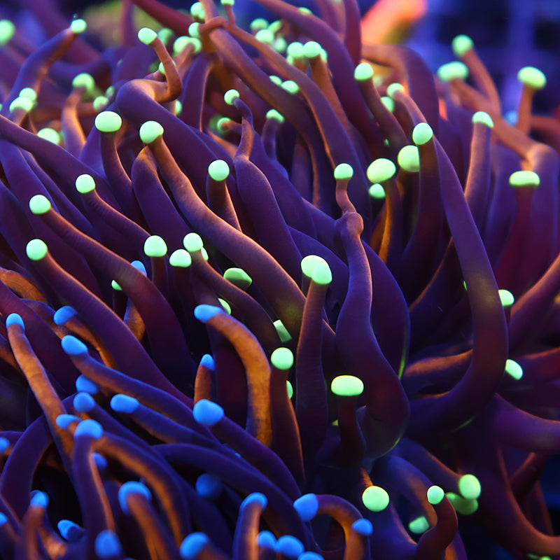 TCK Tank Spawned Light Bulb Gold Torch