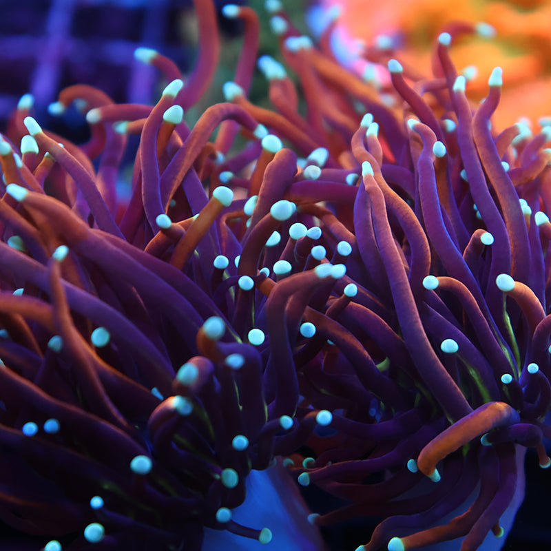 TCK White Tips Indo Gold Torch