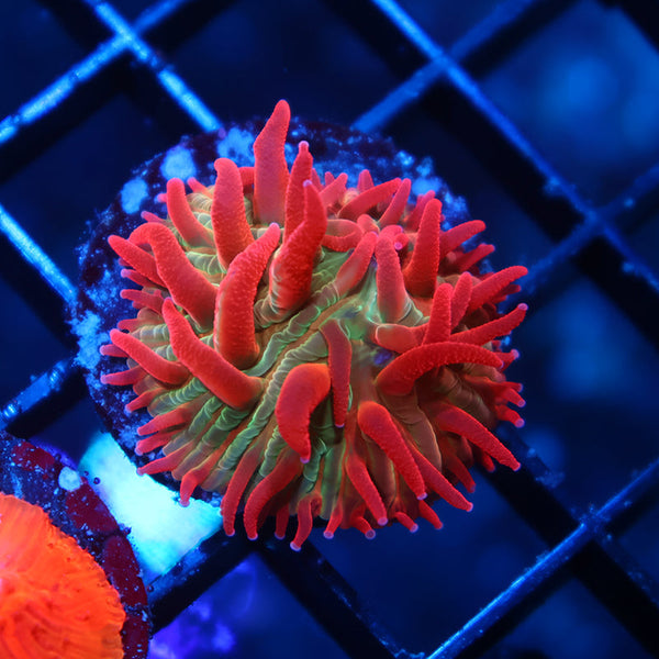 TCK Shaggy Hellraiser Diaseris