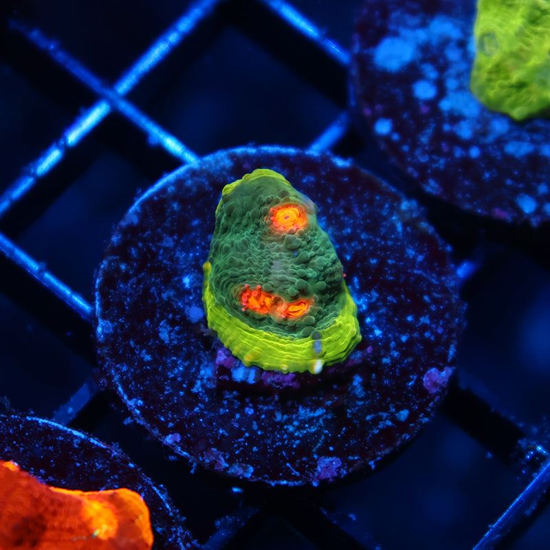 WWC Touchdown Chalice