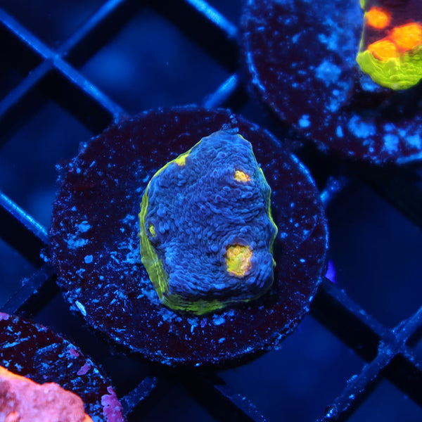 TCK Blue Crush Chalice