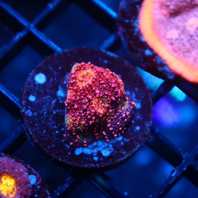 TCK Rimless Watermelon Chalice