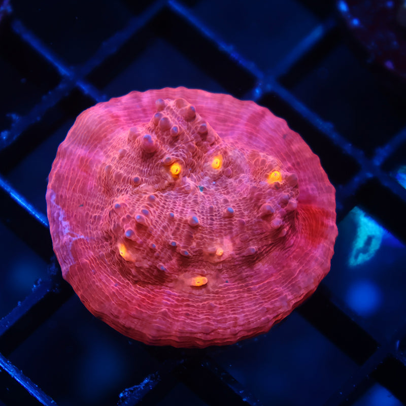 TCK Whirly Pop Chalice