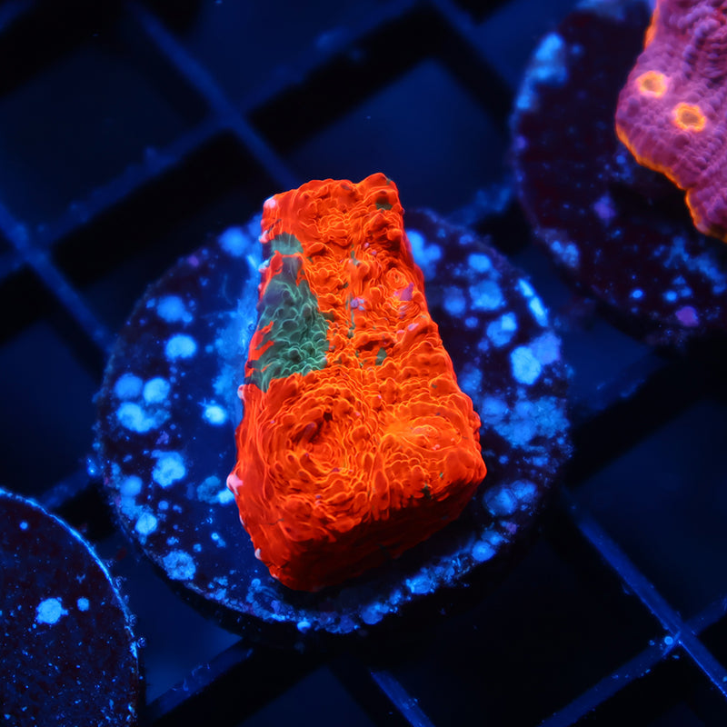 TCK Jawbreaker Chalice