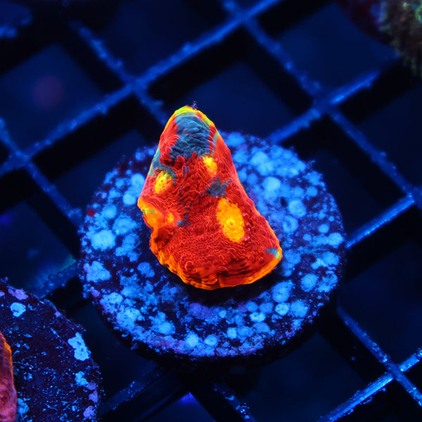 TCK Dynamite Rainbow Chalice