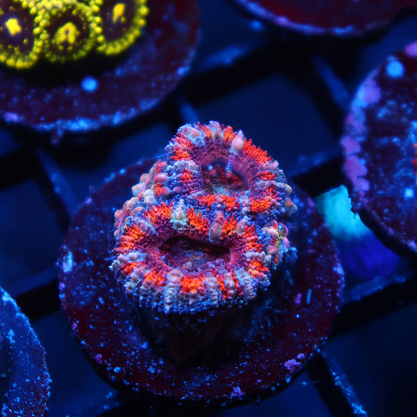 TCK Sweet Rainbow Acan Lord