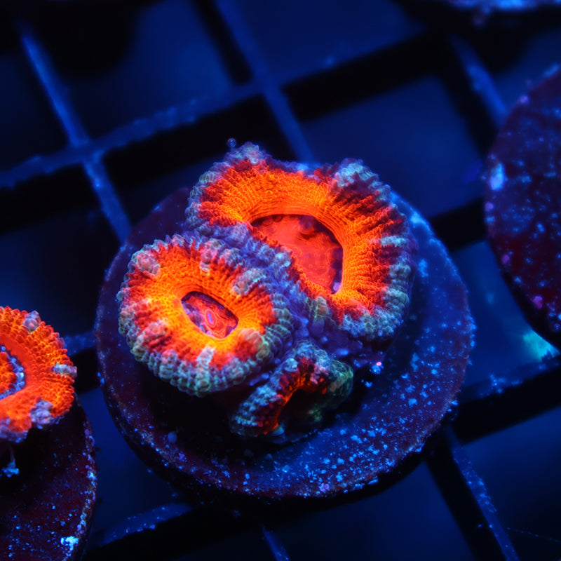 TCK Orange Rainbow Acan Lord
