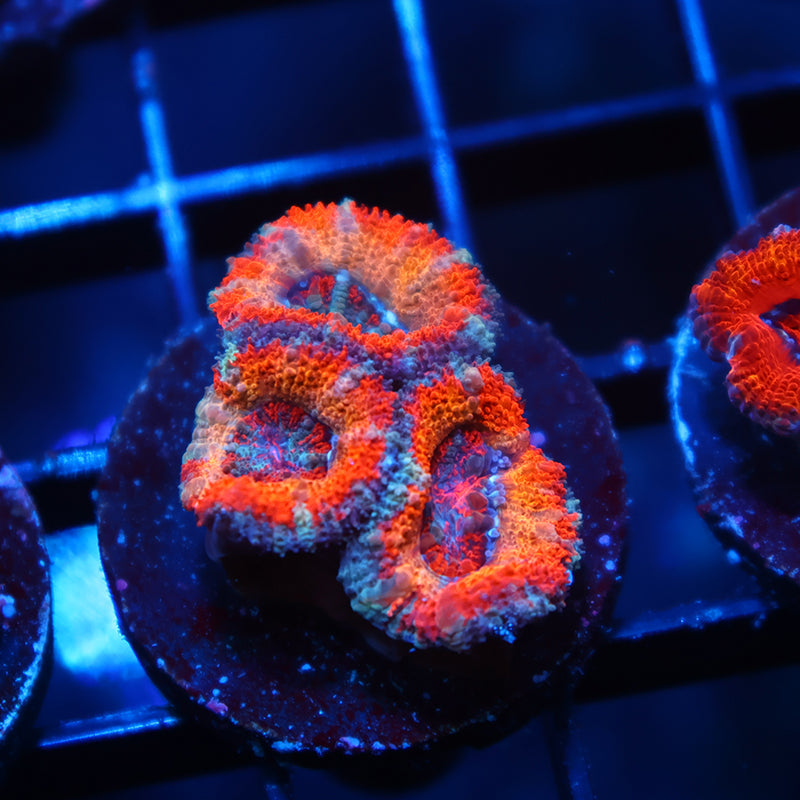 TCK Solar Storm Acan Lord