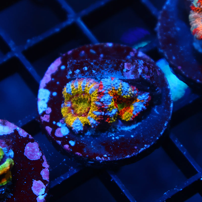 TCK Insanity Rainbow Acan Lord