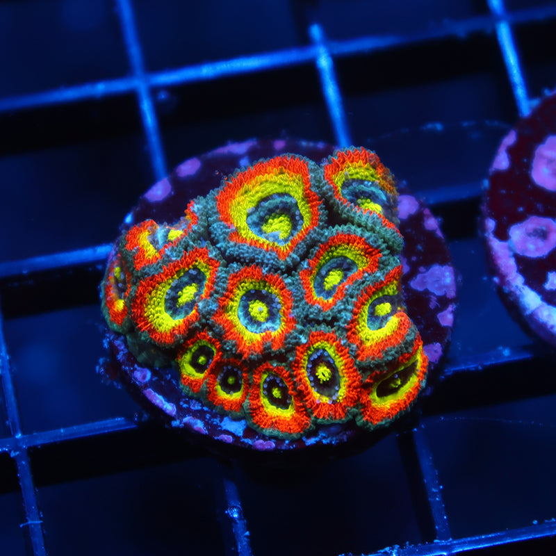 TCK HG Micromussa