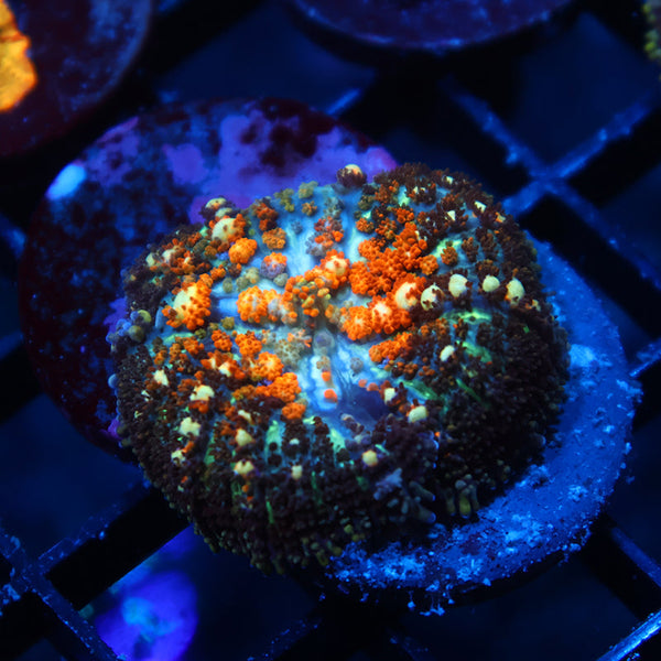 TCK Powerball Bounce Mushroom