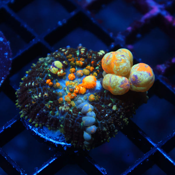 TCK Powerball Bounce Mushroom