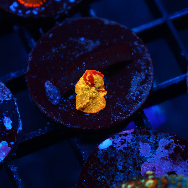 Mythical Coral's Eclectus Bounce Mushroom Baby