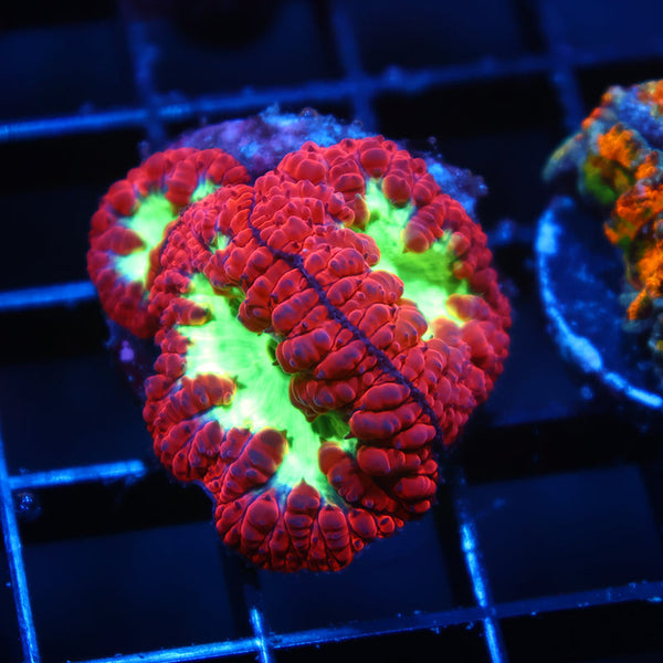 TCK Sour Apple Blastos