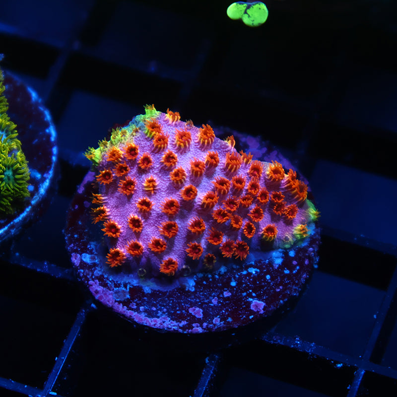Skittles Bomb Cyphastrea