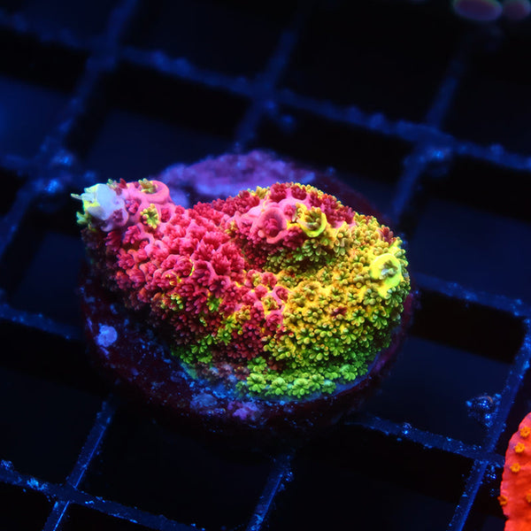 RRC Rainbow Splice Chunk