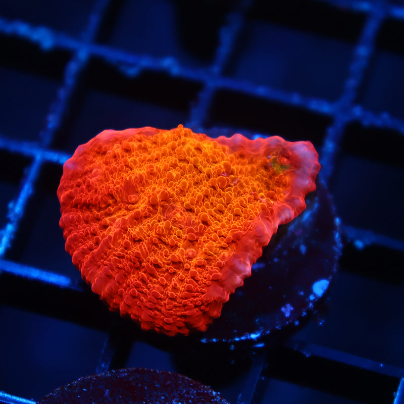 ARC Ludicrous Chalice