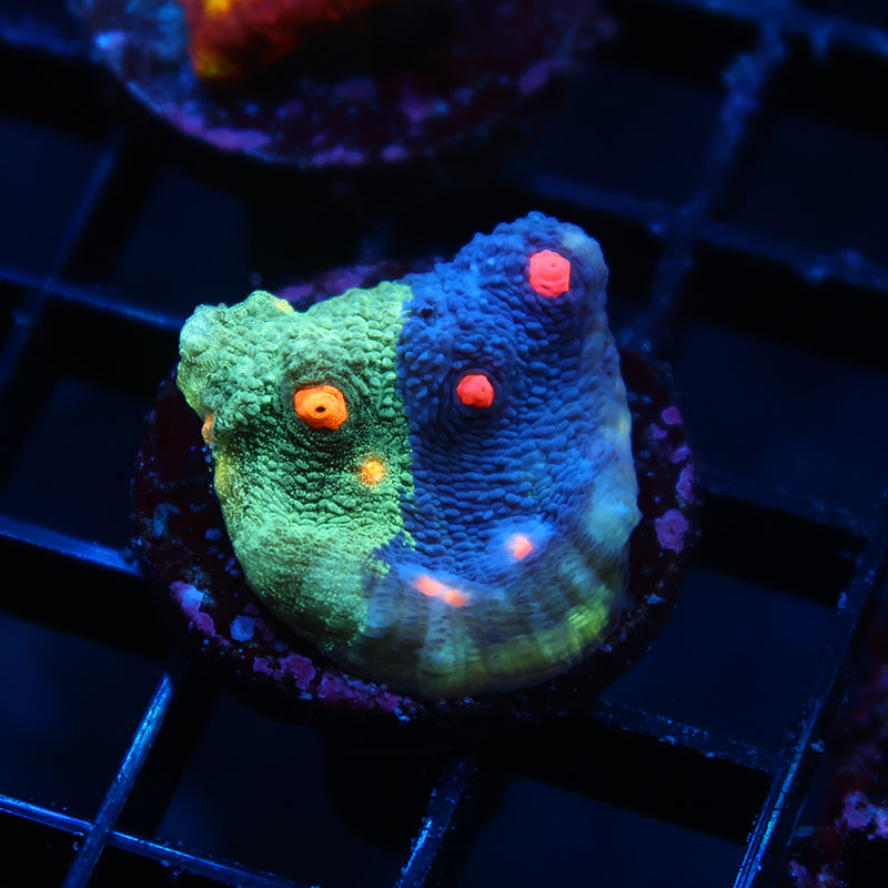 TCK Grafted Candy Eye Chalice