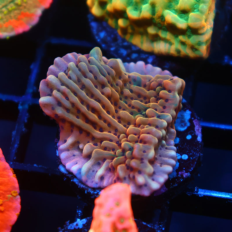 TCK Grafted Slowburn Monti