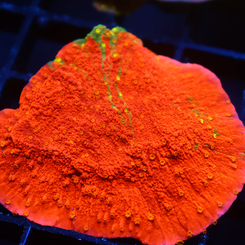 WWC Grafted Sunfire Cap