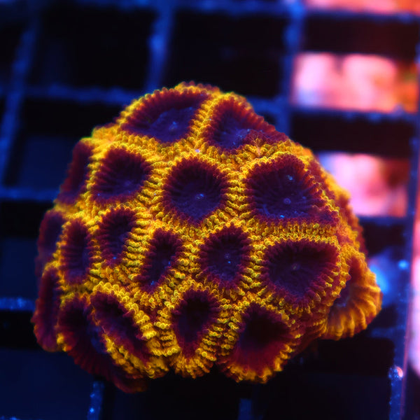 Lg TCK Wolverine Favia