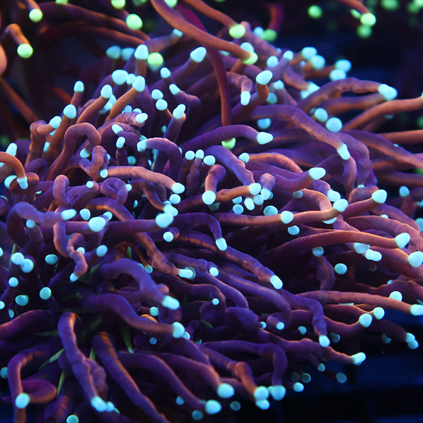 TCK White Tips Indo Gold Torch